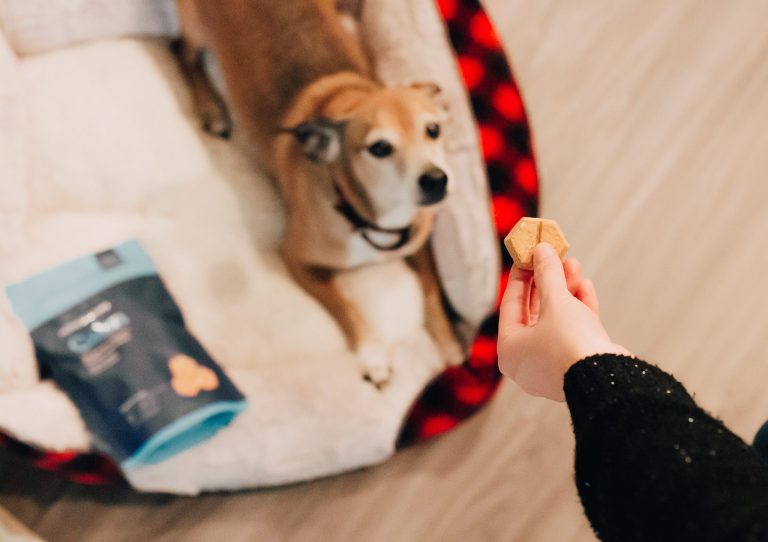 CBD dog treats